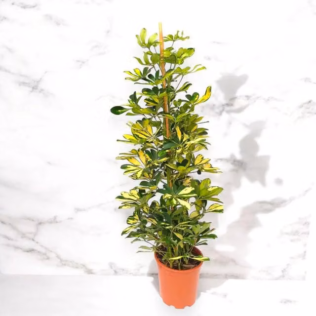 Alberello Schefflera arboricola Gold capella Gardenaria, pianta ornamentale da interno con fogliame verde e oro, Altezza: 130 cm