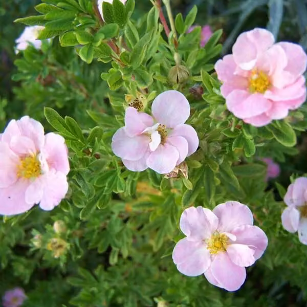 2 piante di Potentilla fruticosa "Lovely Pink" (arbusto nano "Lovely Pink"), in vaso, altezza 25-30 cm
