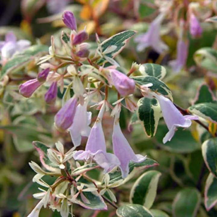 2 piante di Abelia grandiflora 'Hopley's' (Schafgarbe) | Altezza: 25-30 cm, fornite in vaso