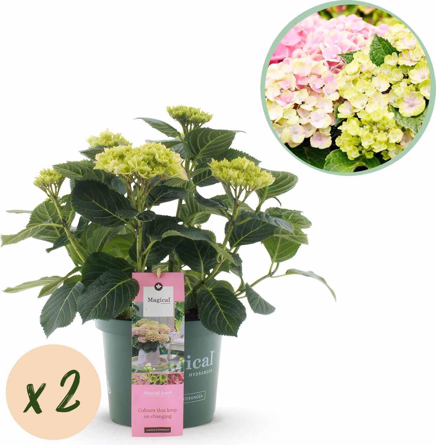 Ortensia - Ortensia Magical Jewel Pink - Rosa - 6-10 Fiori - 2 Piante - Pianta da terrazzo - 40-55cm - Ø23cm - Pianta da giardino