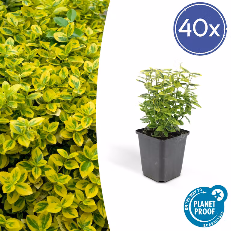 Euonymus fortunei 'Emerald 'n Gold' | 6 stuks - 10-25cm - Ø9cm - Pianta da giardino