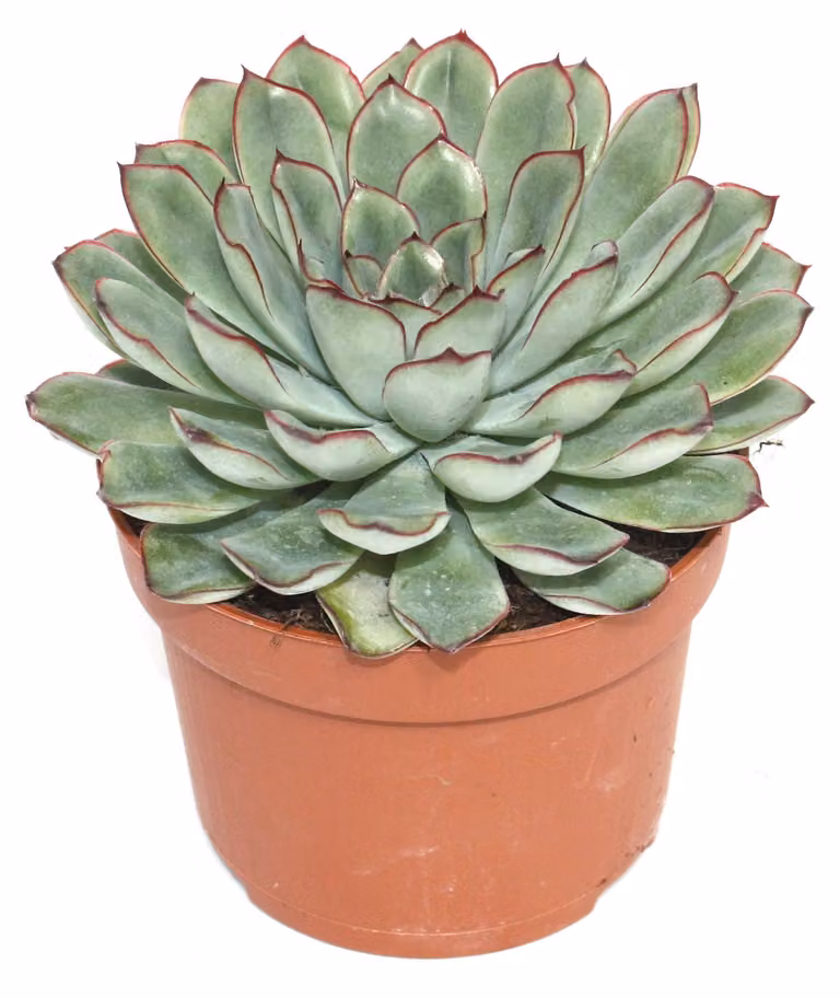 Echeveria pulidonis - pianta grande in vaso da 12 cm