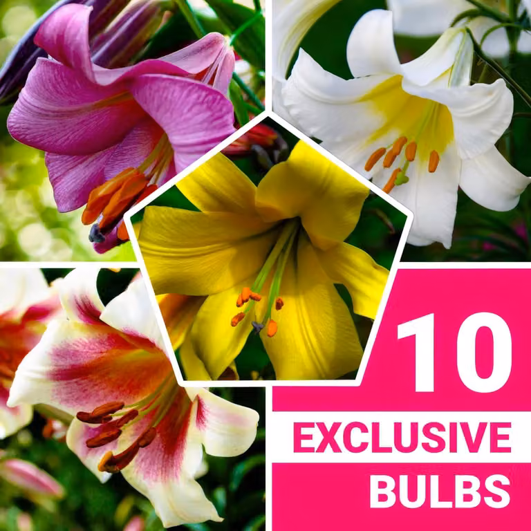 Bulbi di giglio resistenti al freddo invernale, perenni - Collezione di gigli a tromba - 15 pezzi - Bulbi di fiori esclusivi provenienti dall'Olanda - Adatti per giardino e vasi (bulbi di grandi dimensioni, senza semi, non trattati artificialmente)