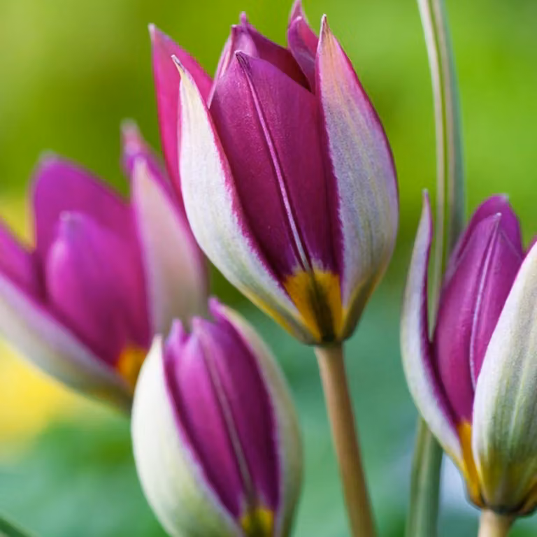 Tulipani Bulbi Fiori Botanici Tulipano Rosso Bellezza 5 pz.