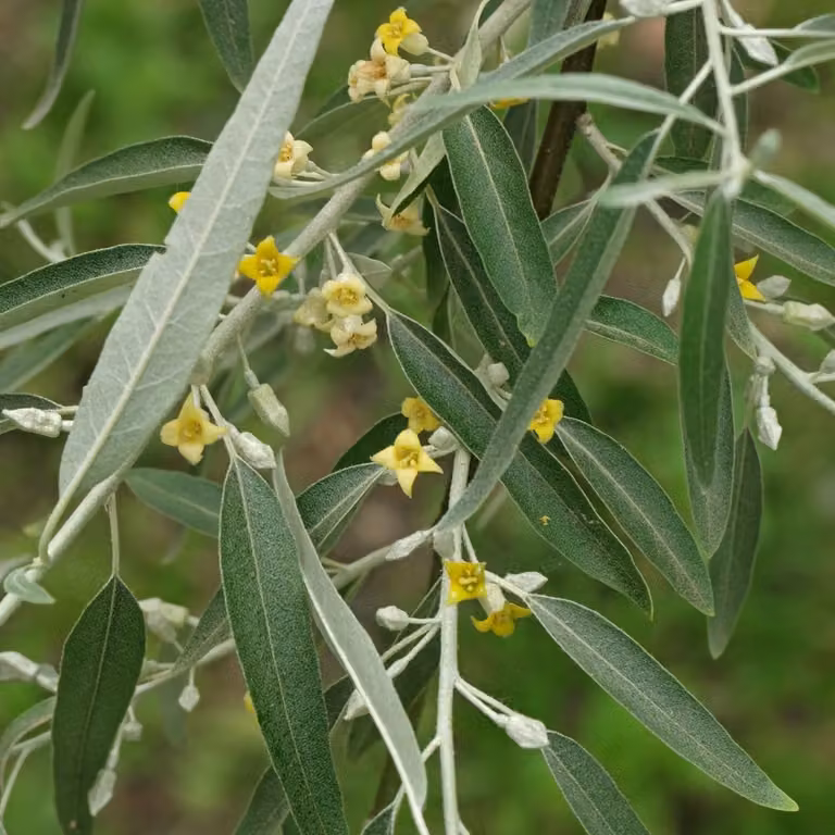 2 piante di eleagno cinese (Elaeagnus angustifolia) | Altezza: 60-80 cm, in vaso