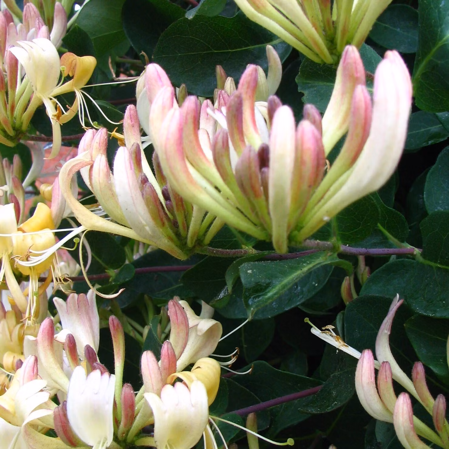 Caprifolium Caprifoglio 2L