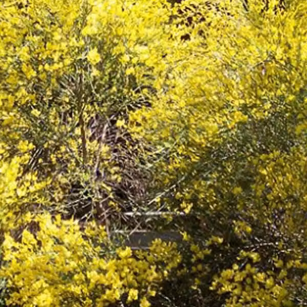 2 piante di Ginestra bianca (Cytisus praecox), alte 40-60 cm, in vaso