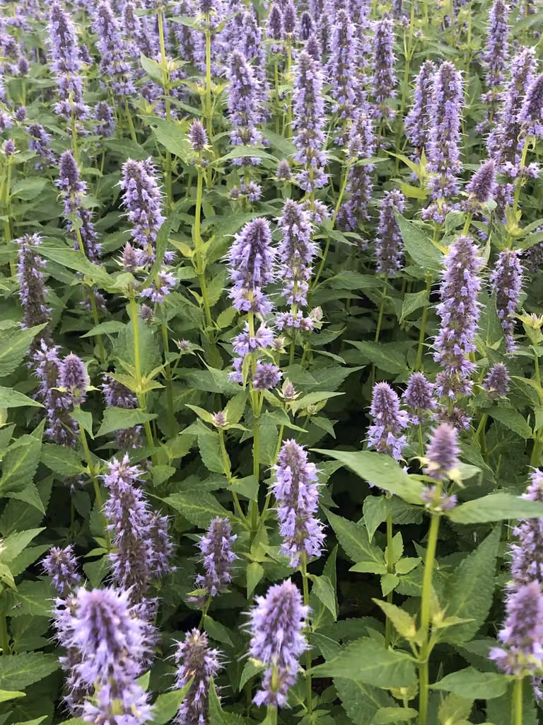 6 x Agastache hybr. 'Blue Fortune' - pianta di liquirizia in vaso 9x9 cm