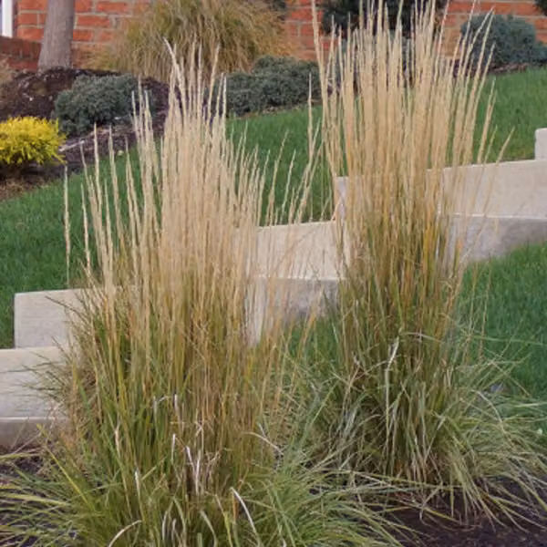 6 piante di erba Karl Förster (Calamagrostis acutiflora 'Karl Foerster') | Vaso da 9x9 cm