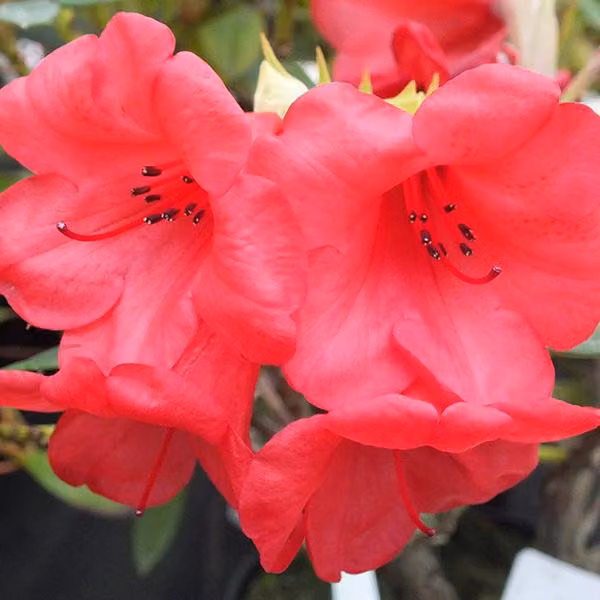 Rhododendron 'Elizabeth' | 20-30 cm in vaso