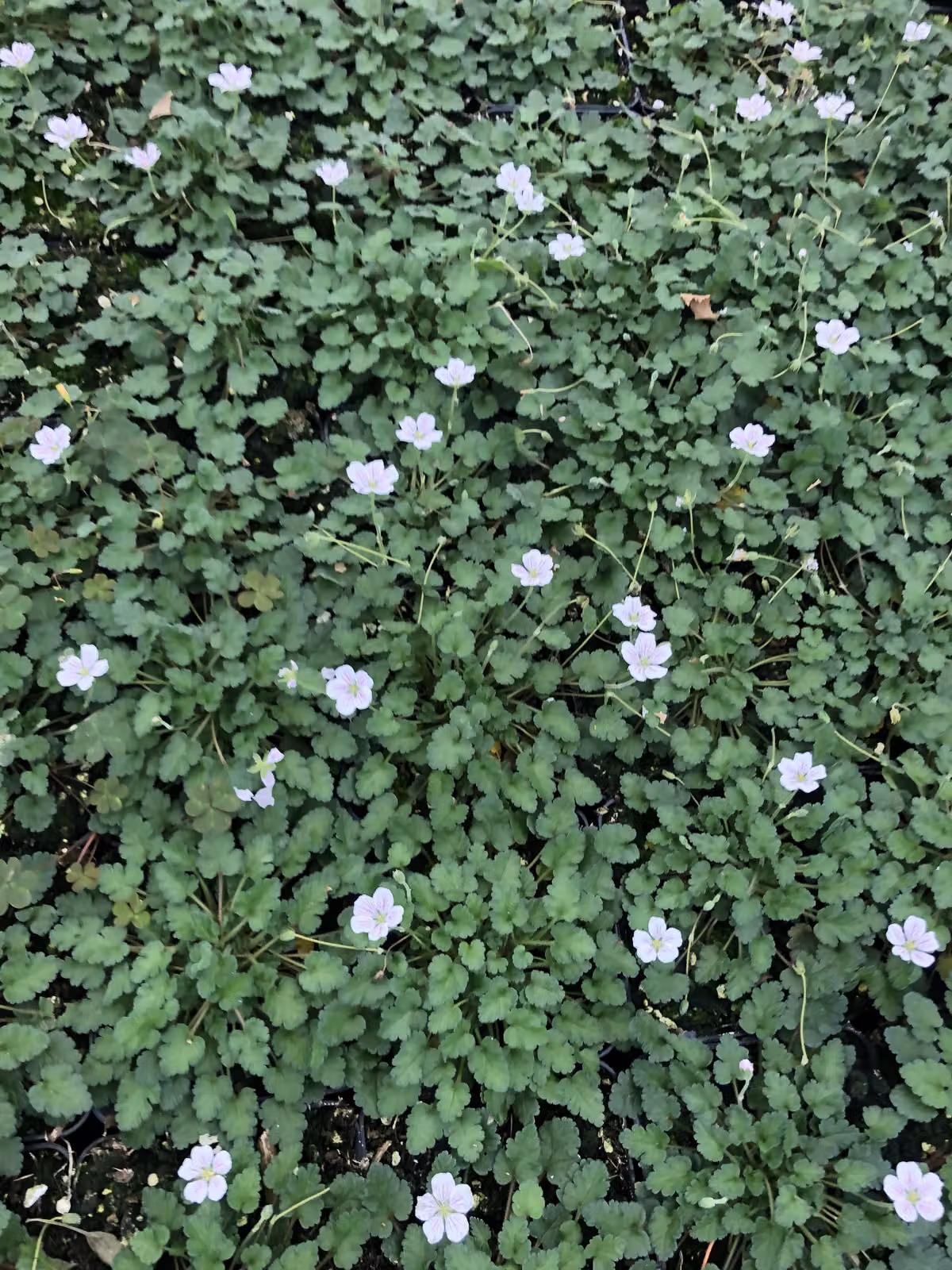 6 x Erodium x variabile 'Album' - Becco d'airone - vaso 9x9 cm