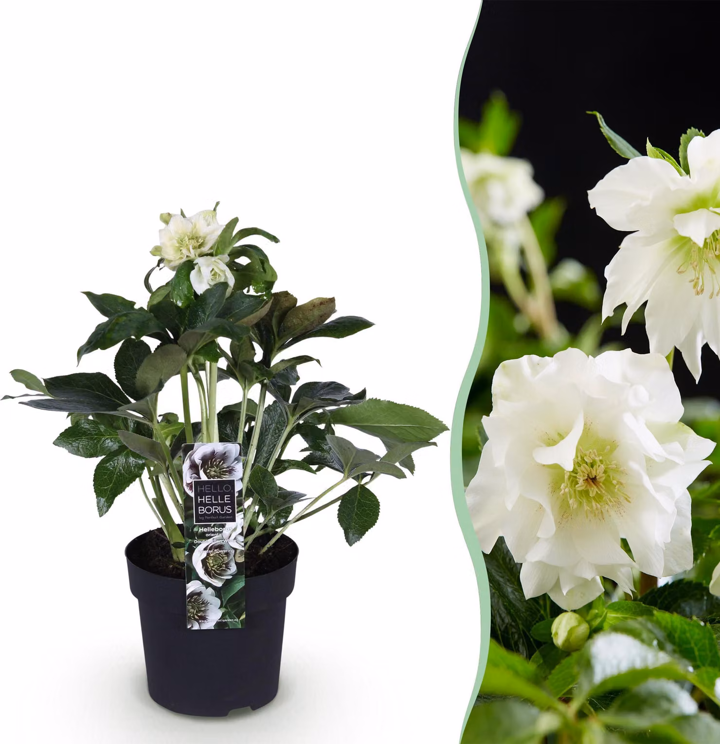 Helleborus orientalis Double Ellen White - Fiore bianco -1 Pianta - Sempreverde - 25-35cm - Ø14cm - Pianta da giardino