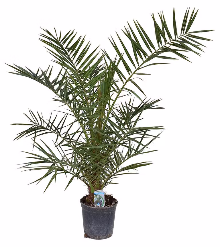 Palma da dattero delle Canarie 100-120 cm - Phoenix canariensis - Palma Phoenix