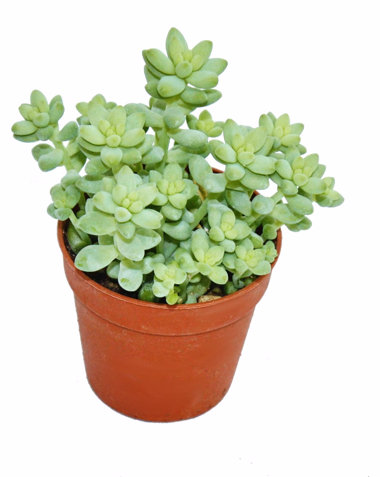 Sedum morganianum burritum - altalena scimmia - vaso 8,5 cm