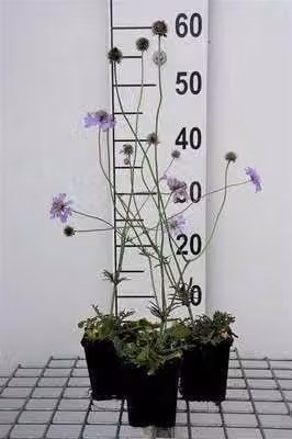6 x Scabiosa col. 'Butterfly Blue' - Scabiosa - Vaso 9 x 9 cm