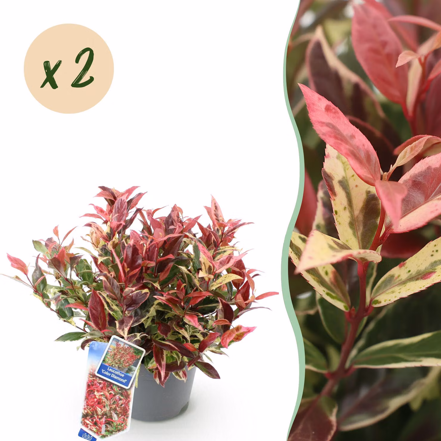 Leucothoe Colour Diamond - Colorata - 2 piante - Sempreverde - Bassa manutenzione - 35-45cm - Ø17cm - Pianta da giardino