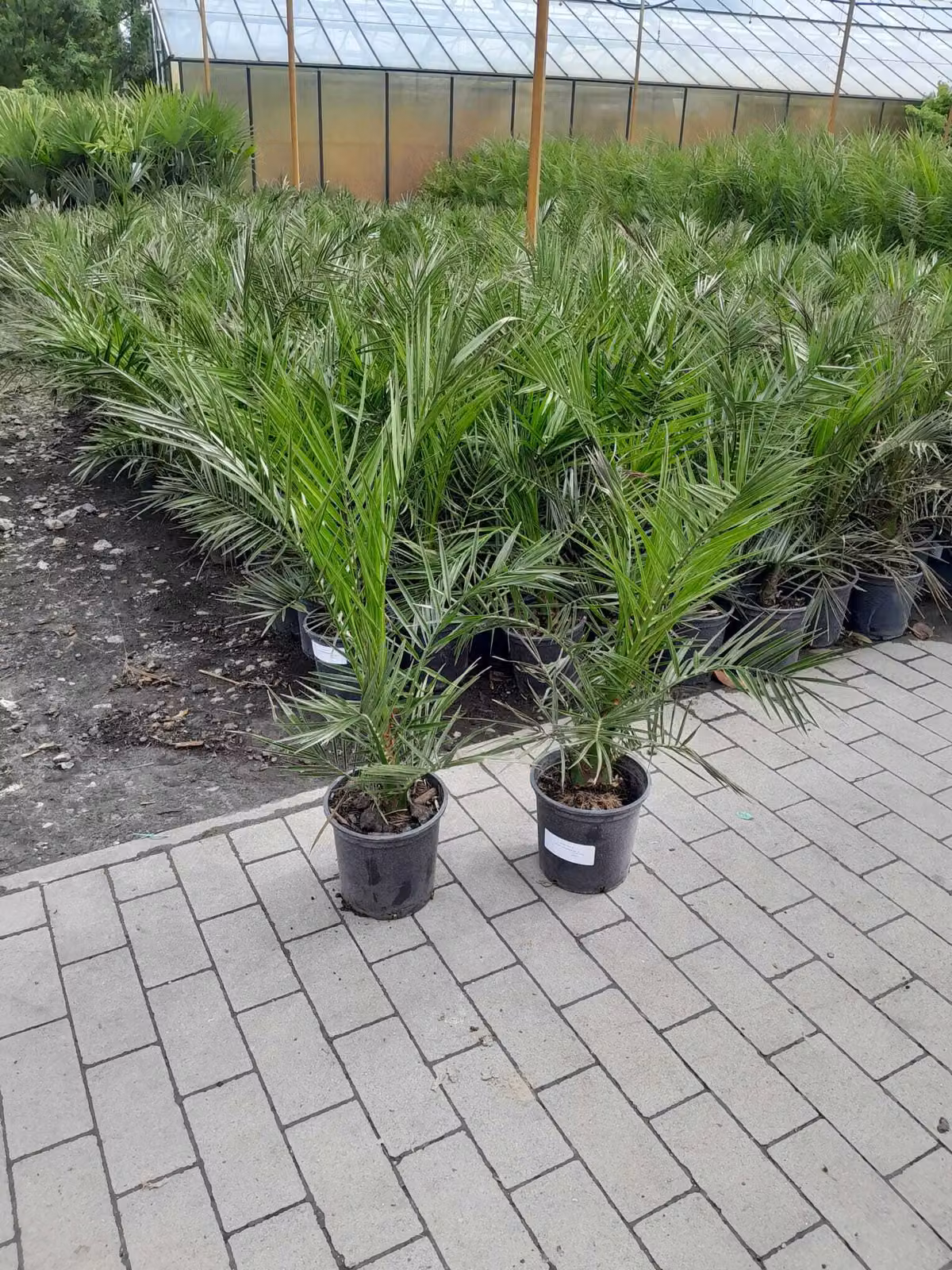 2 pezzi 70-100 cm Phoenix canariensis palma da dattero canaria palma da dattero canaria palma vigorosa nessuna pianta giovane