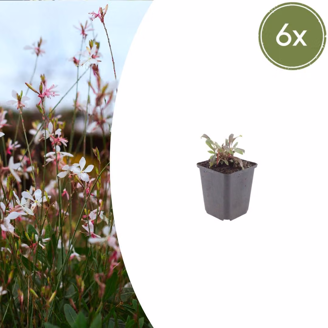 Gaura lindheimeri "Siskiyou Pink" - Prachtkerze - 9cm Topf - 10-25cm - Set con 6 Pflanzen