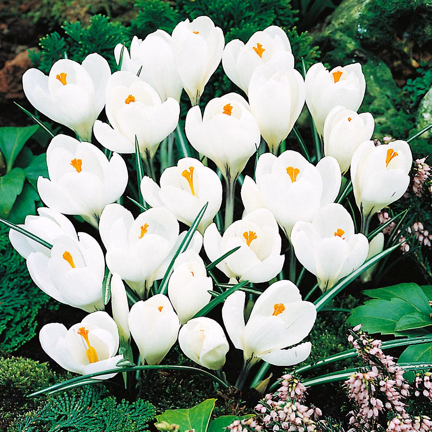 Bulbi da fiore Bulbi di Crocus Crocus a fiore grande Jeanne D'Arc 10 pz.