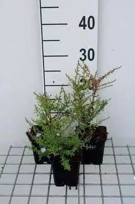 6 x Aster eric. blue Star' - Astro autunnale - Vaso 9 x 9 cm
