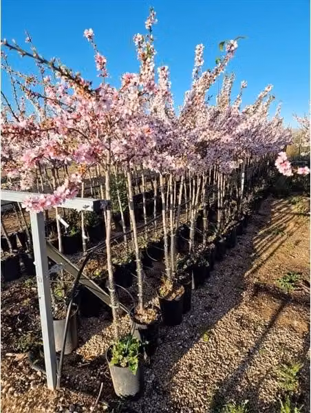 Mandorlo Prunus dulcis Marcona - Vero mandorlo Albero da frutto 160-200 cm incl. vaso per giardino e terrazzo