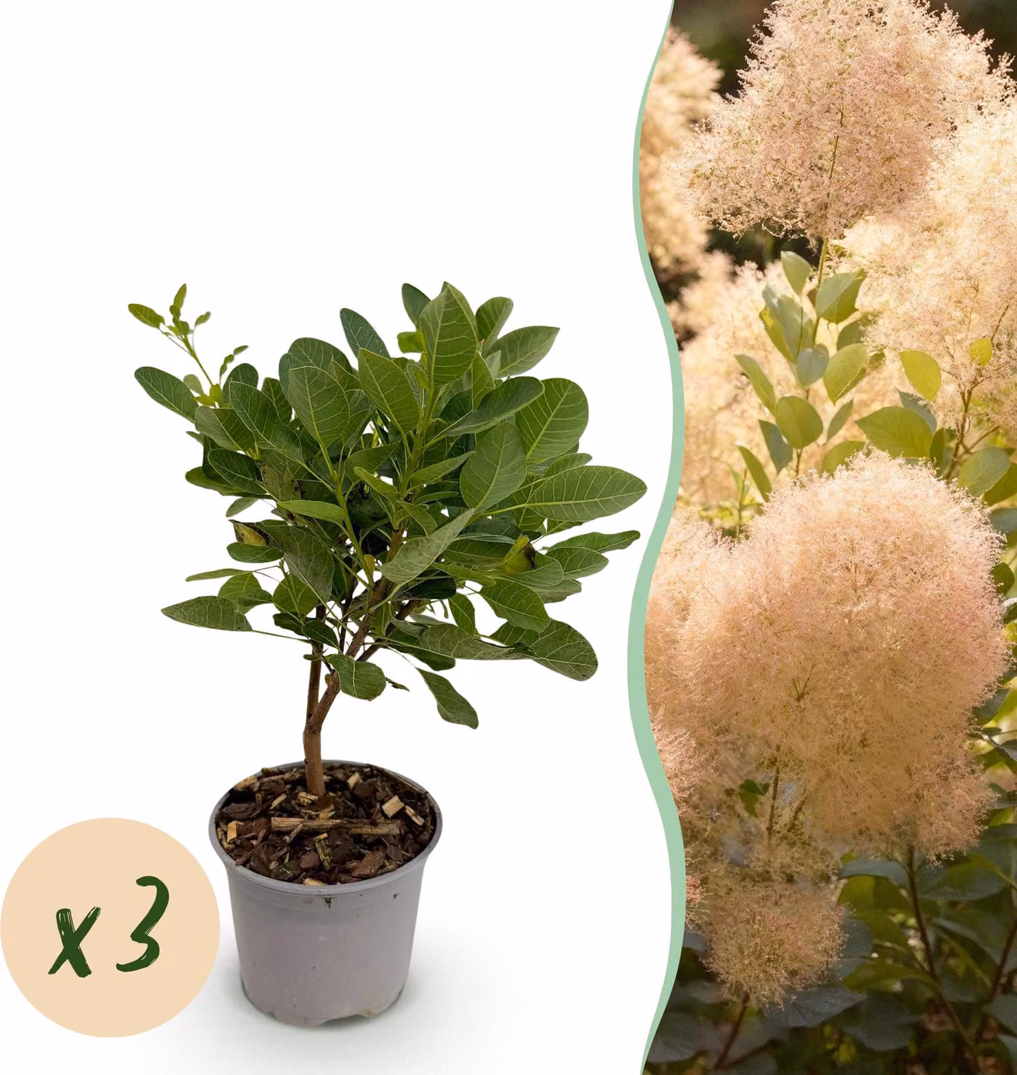 Cotinus coggyria Young Lady - Verde 3 piante - Deciduo - Bassa manutenzione - 25-35cm - Ø12cm - Pianta da giardino