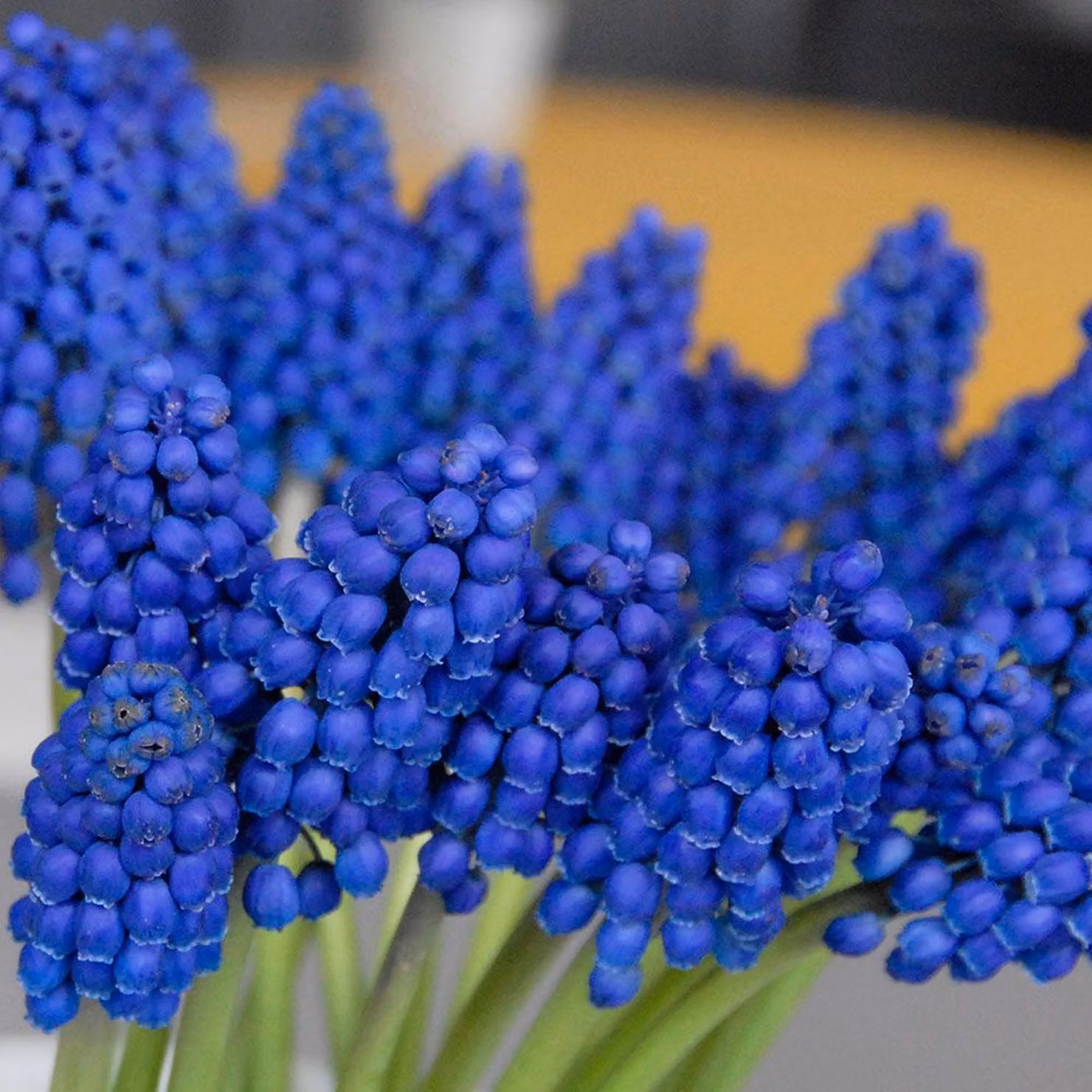 Bulbi di fiori di Muscari Bulbi di fiori di giacinto d'uva Marleen 10 pz.
