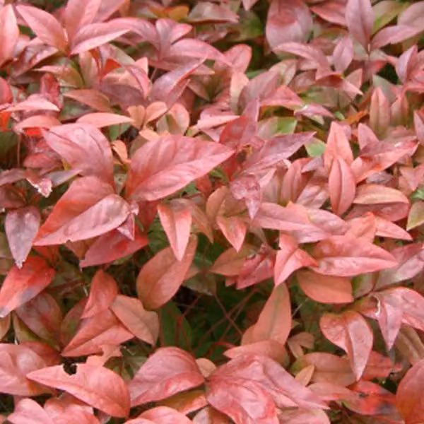 Heiliger Bambus - Nandina domestica | 60-80 cm, in vaso