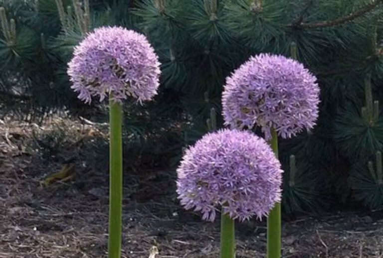 25 x Allium gigantheum - bulbi da fiore