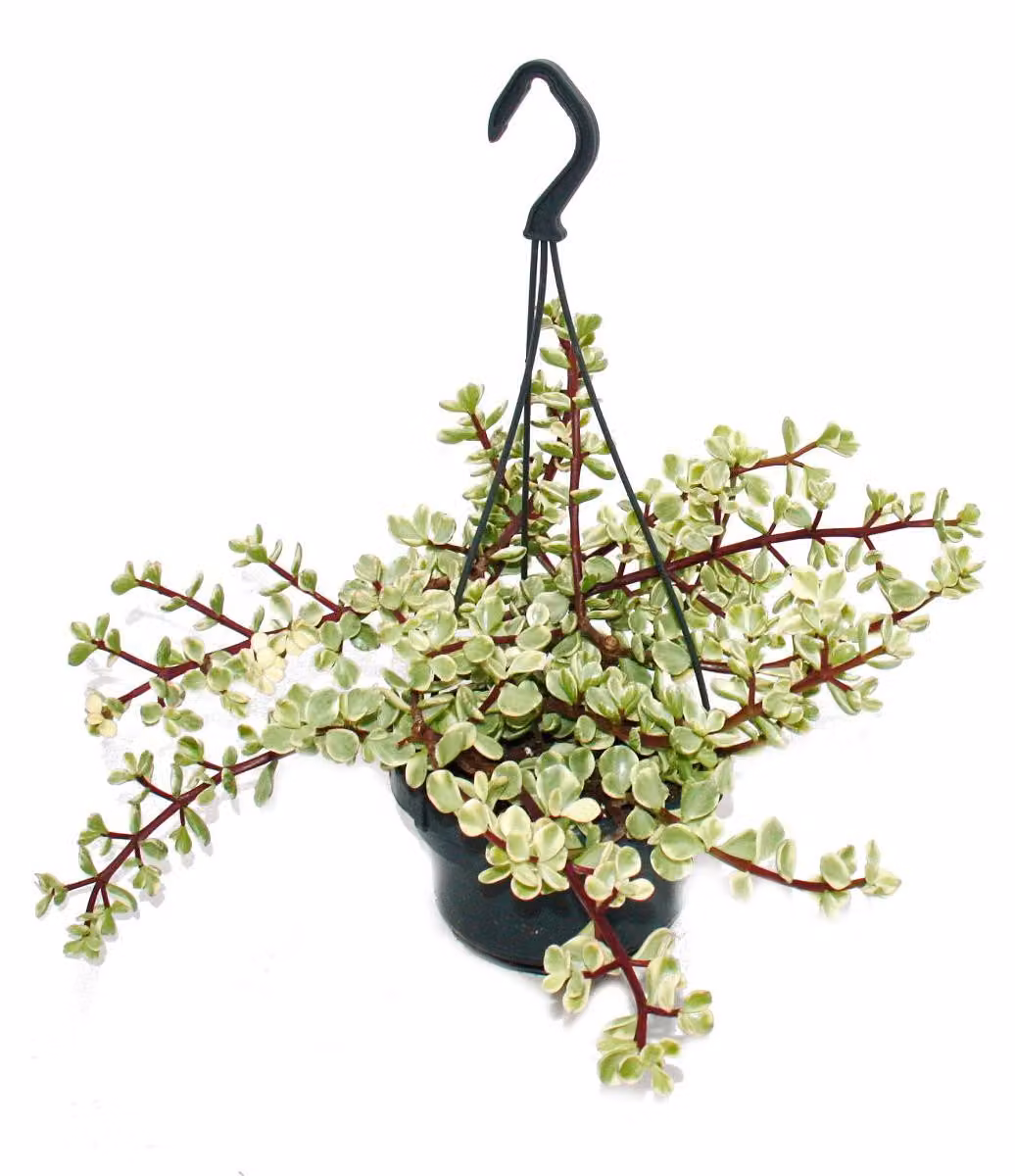 Pianta da interno da appendere - Portulacaria afra var.- Semaforo albero di giada 14cm