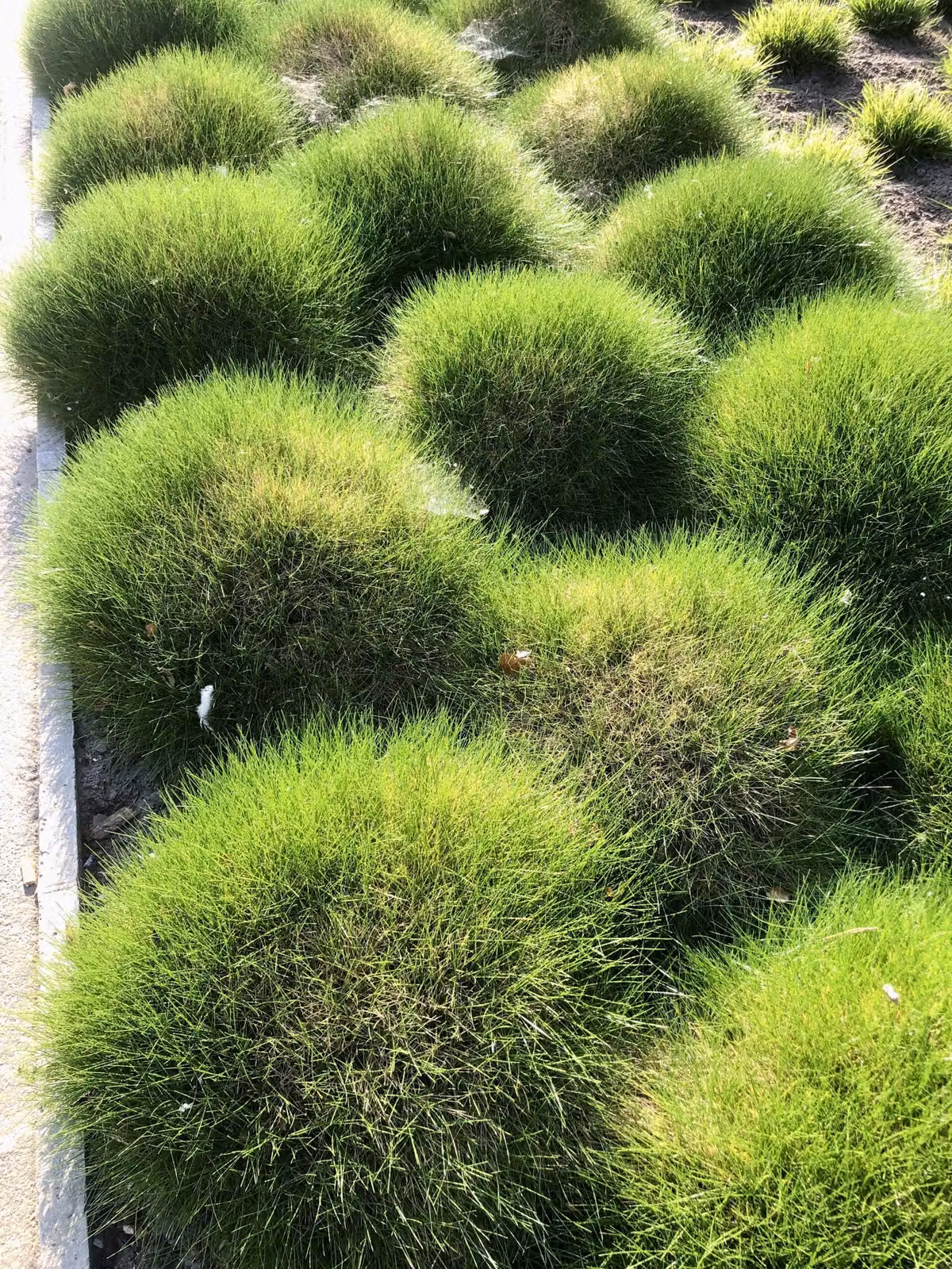 6 x Festuca Gautieri - Festuca a pelle d'orso in vaso 9x9cm
