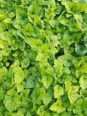 6 x Tiarella hybr. 'Tiger Stripe' - fiore di schiuma - vaso 9 x 9 cm
