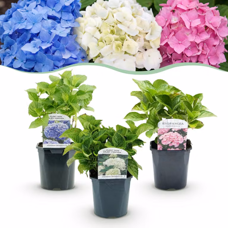 Ortensia - Hydrangea macrophylla Tricolour - Fiore blu, rosa e bianco - 3 piante - Decidua - Bassa manutenzione - 30cm - Ø18cm - Pianta da giardino