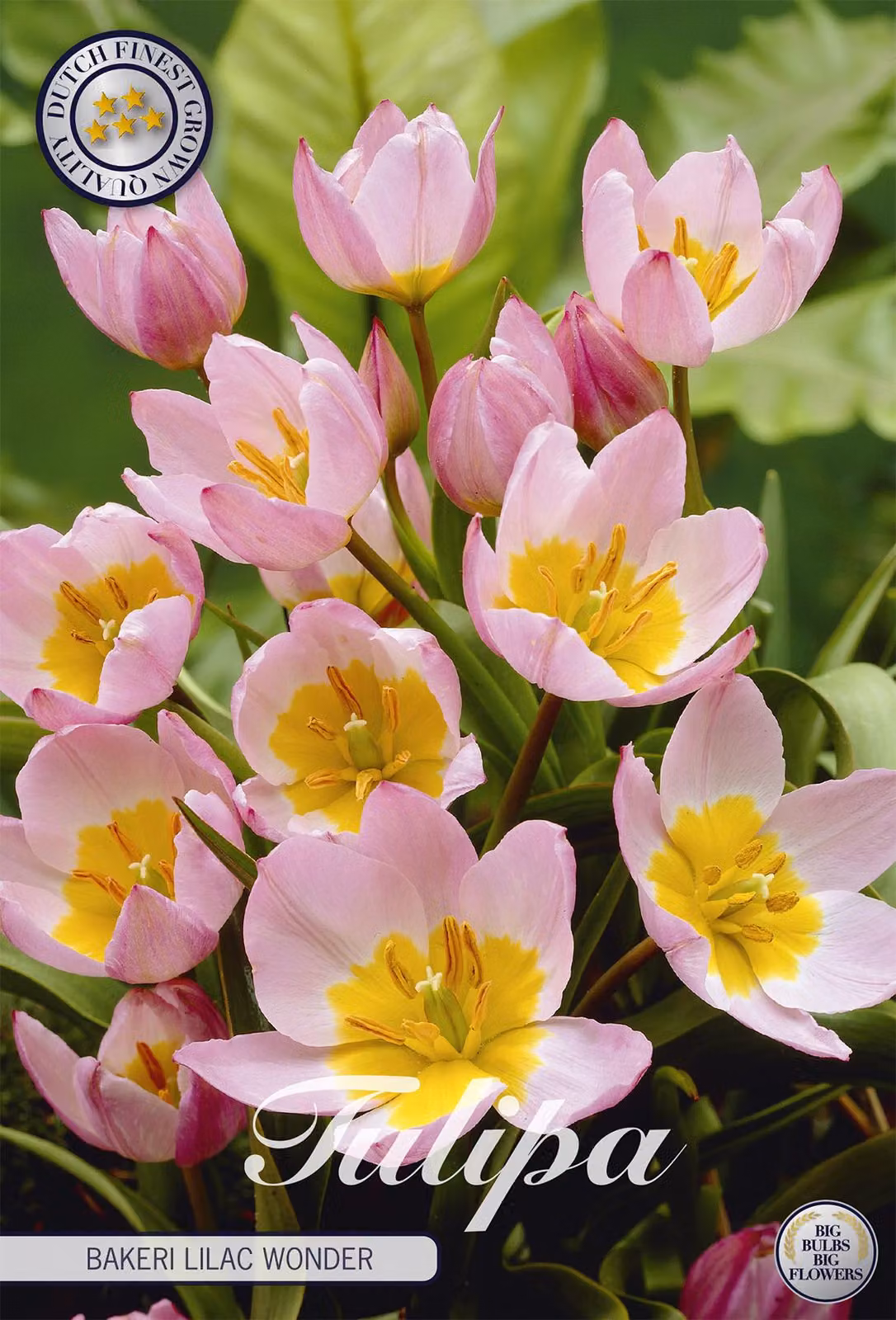Tulipano Bakeri Lilac Wonder (10 bulbi) | Bulbi di tulipano di Sam van Schooten