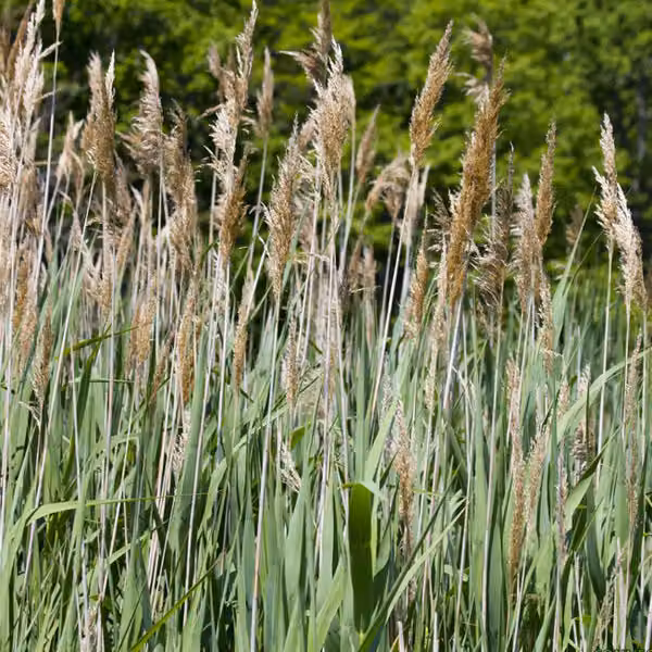 6 piante di canna comune (Phragmites australis) | Vaso da 9x9 cm