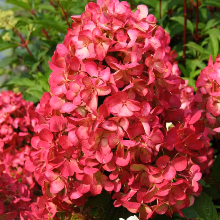 2 ortensie a grappolo ('Rendia') - Hydrangea paniculata 'Diamond Rouge' | 40-50 cm in vaso
