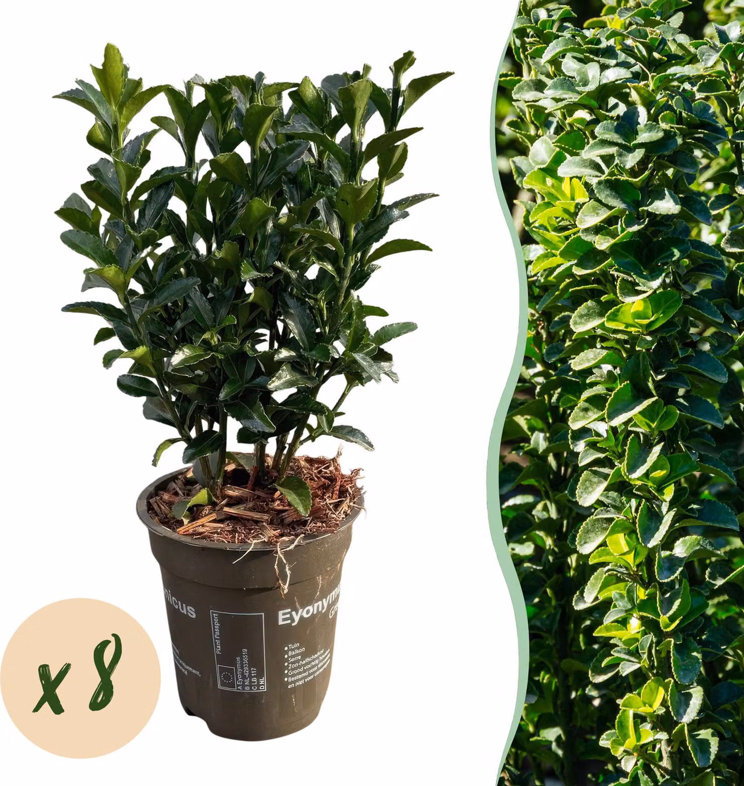 Euonymus japonica Green Spire - foglia verde - 8 piante - 1 metro lineare - sempreverde - Aia piante - 25cm - Ø10cm - Pianta da giardino