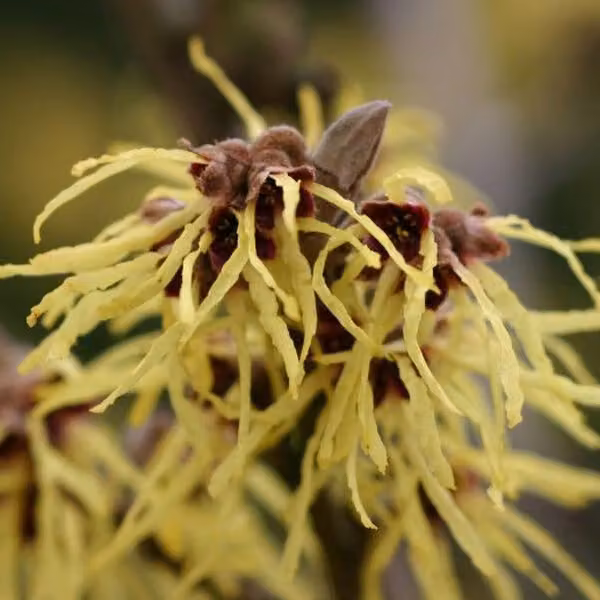 Zaubernuss - Hamamelis intermedia 'Pallida' | 40-60 cm in vaso