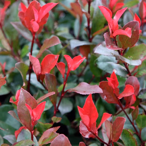 Photinia fraseri 'Little Red Robin' (Glanzmispel) | 40-50 cm, in vaso