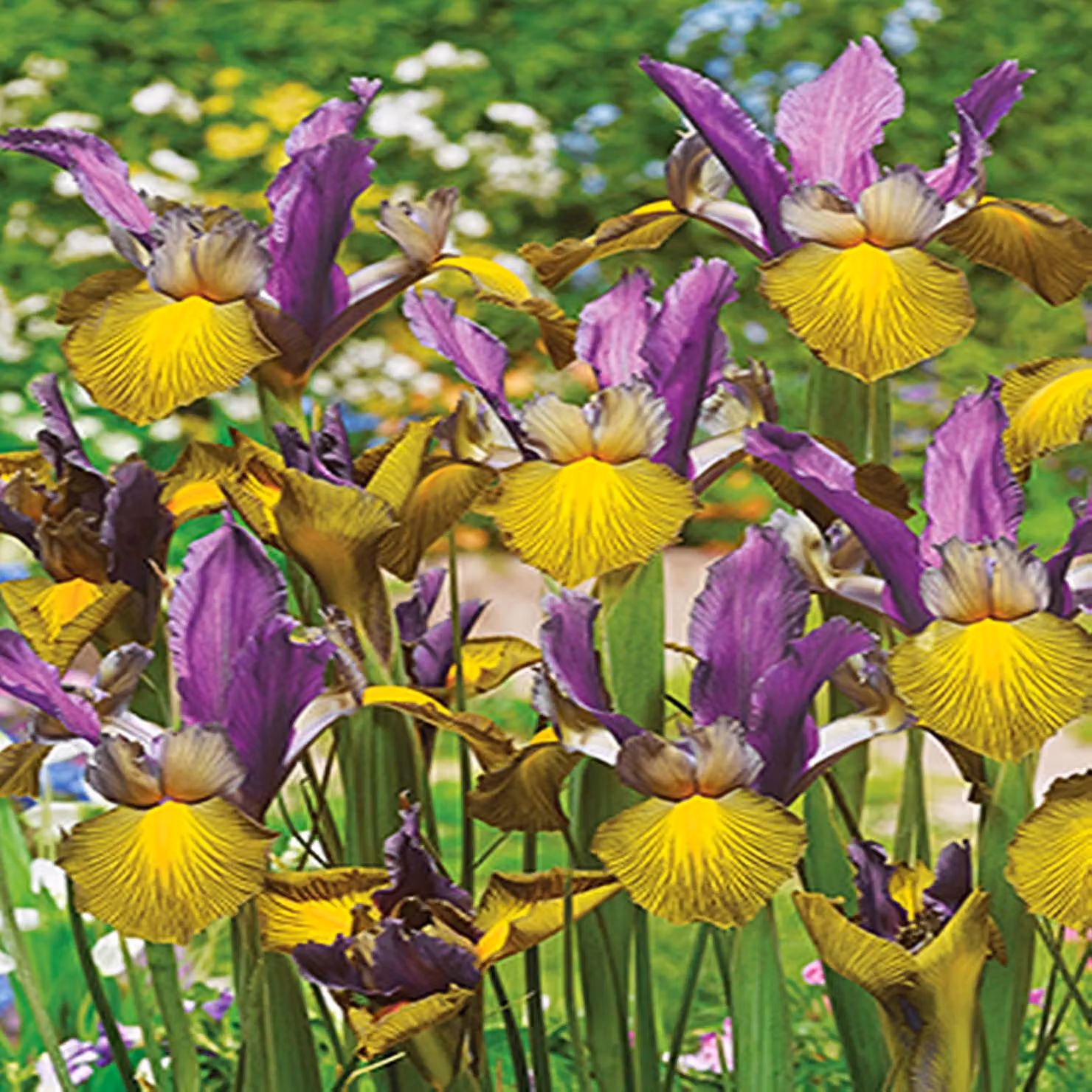 Bulbi da fiore Bulbi da fiore Iris Iris olandese Picasso 5 pz.