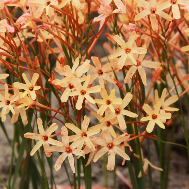 Ixia Bulbi Fiori Bellflower Corn Lily Eos 10 pz.
