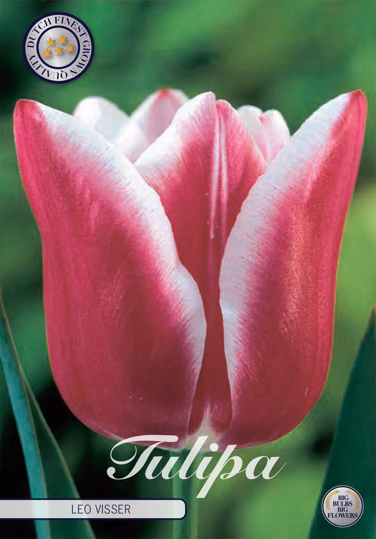 Tulipani Leo Visser (10 pezzi) | Bulbi di tulipano di Sam van Schooten