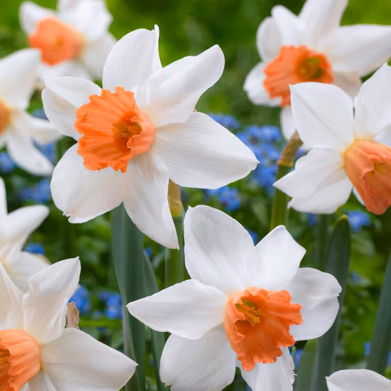 Bulbi di narciso resistenti al freddo, perenni - "Osterglocken Accent" - 25 bulbi - Piante profumate provenienti dall'Olanda - adatte per giardino e vasi (non semi, non prodotti artificialmente)