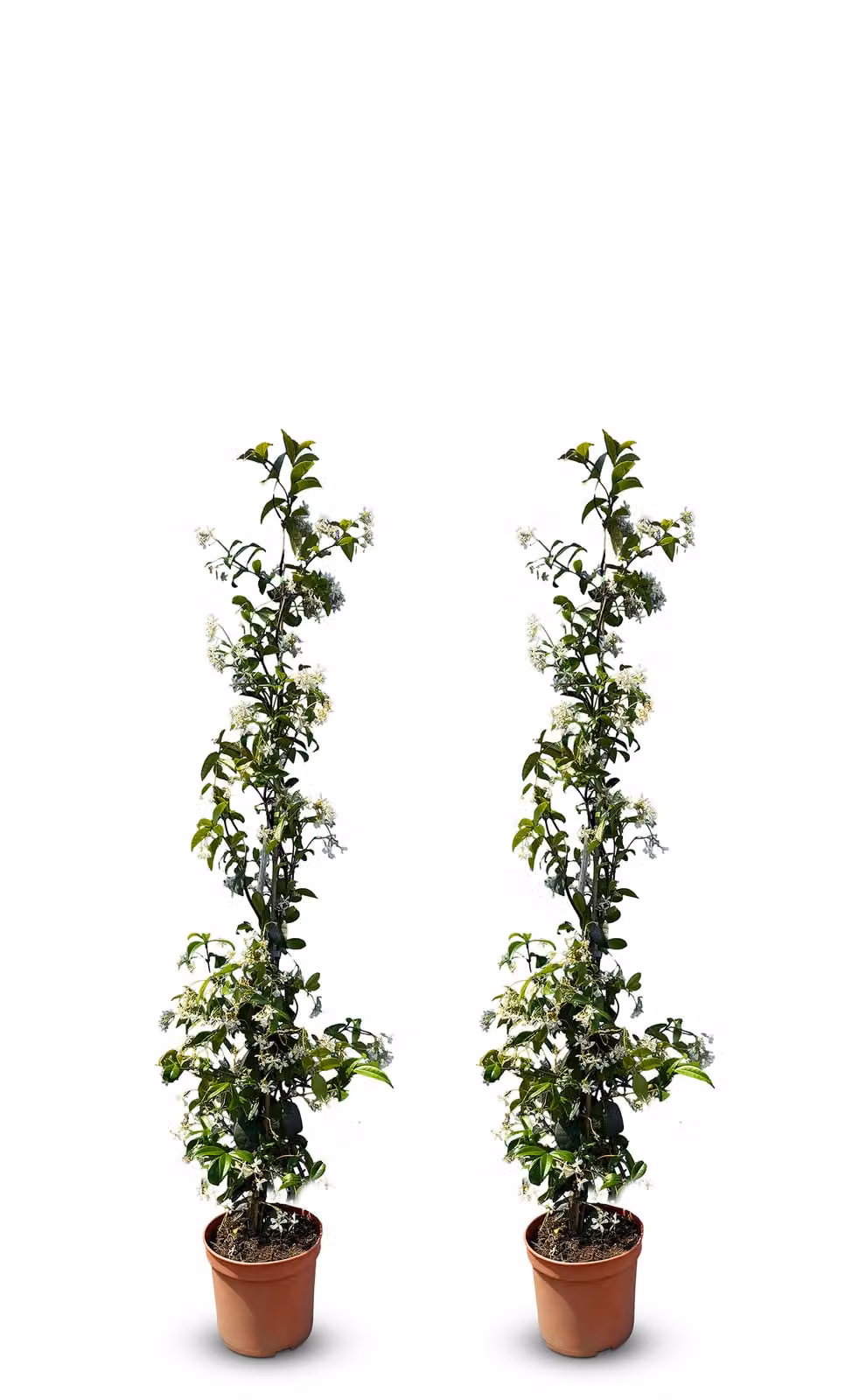 Sunny Tree - Gelsomino toscano - Rampicante - 2 pz - Pianta da esterno - Resistente a -18 - Trachelospermum Jasminoides - 120 cm