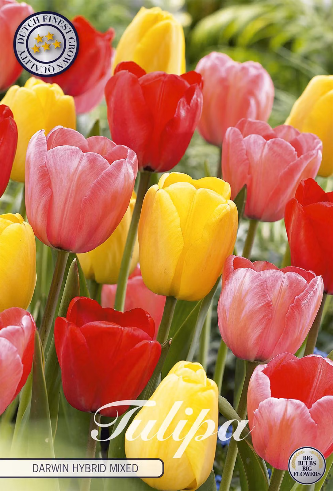Tulipa - Ibrido di Darwin - Ibrido di Darwin misto