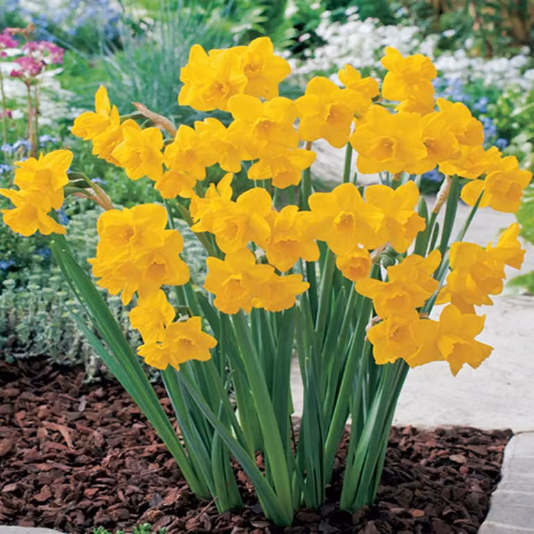 Bulbi di giunchiglia Bulbi di fiori Trombetta di giunchiglia Quaglia 5 pz.