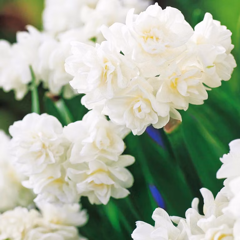 Bulbi di giunchiglia Bulbi di fiori Narcisi multifiore Erli Cheer 5 pz.