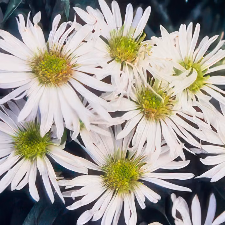 Aster selvatico (Aster ageratoides) 'Ashvi' 10-25cm, Ø9cm, 6 piante, fioritura