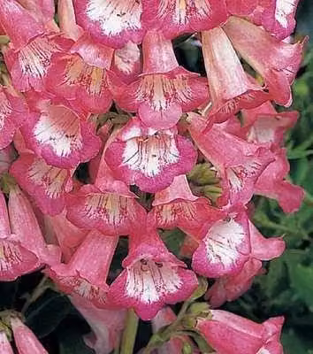 6 x Penstemon hybr. 'Apple Blossom' - Filo di barba - Vaso 9 x 9 cm