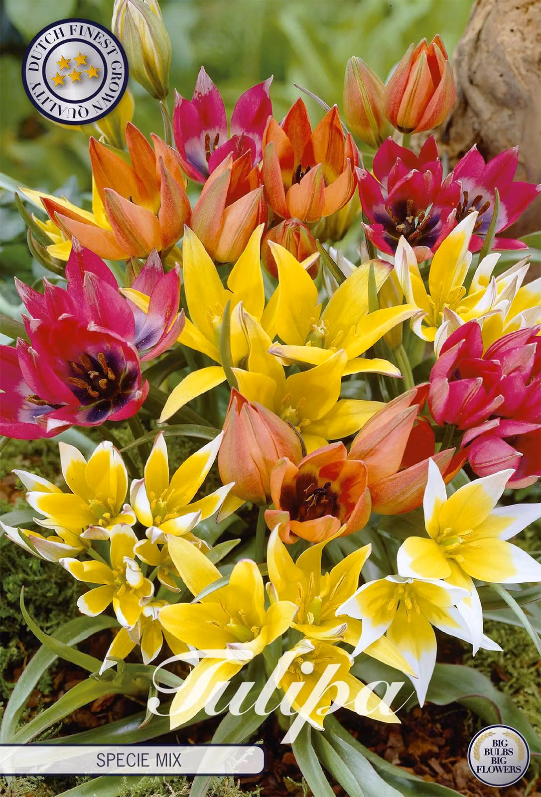 Tulipani Specie Mix (15 bulbi) | Bulbi di tulipano di Sam van Schooten